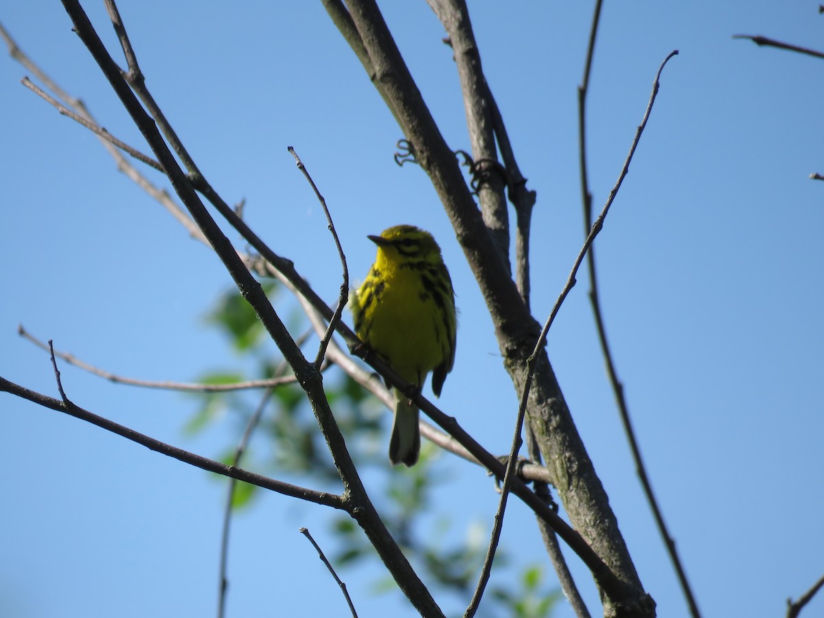Prairie Warbler - ML647041366