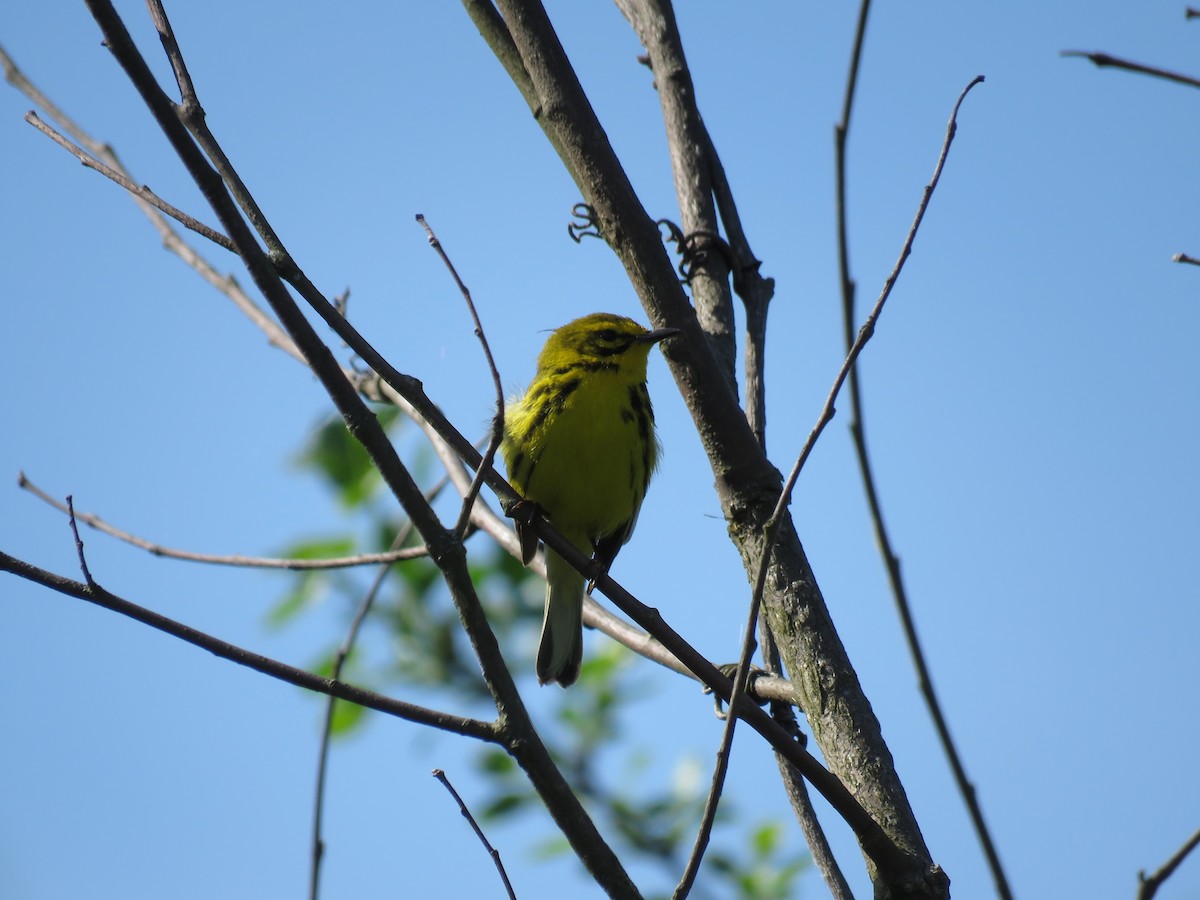 Prairie Warbler - ML647041367