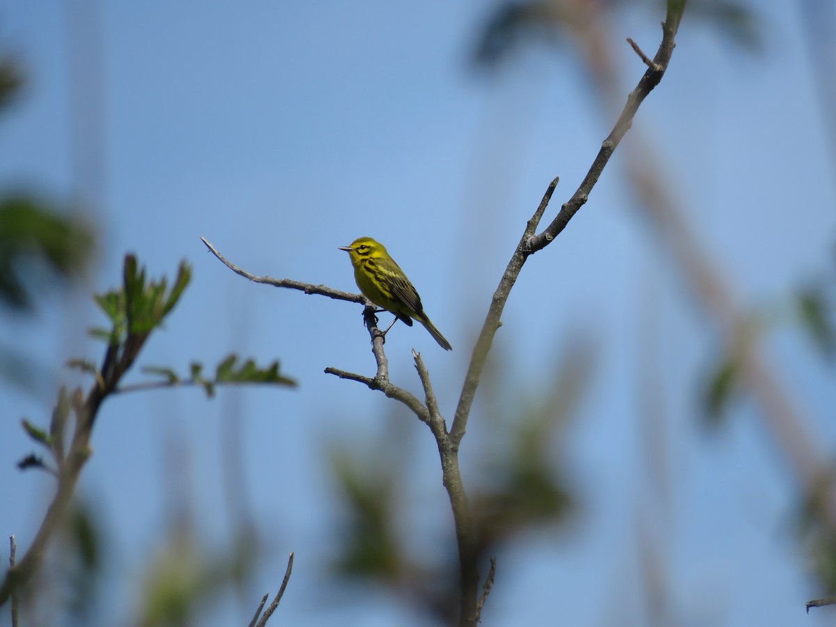 Prairie Warbler - ML647041368