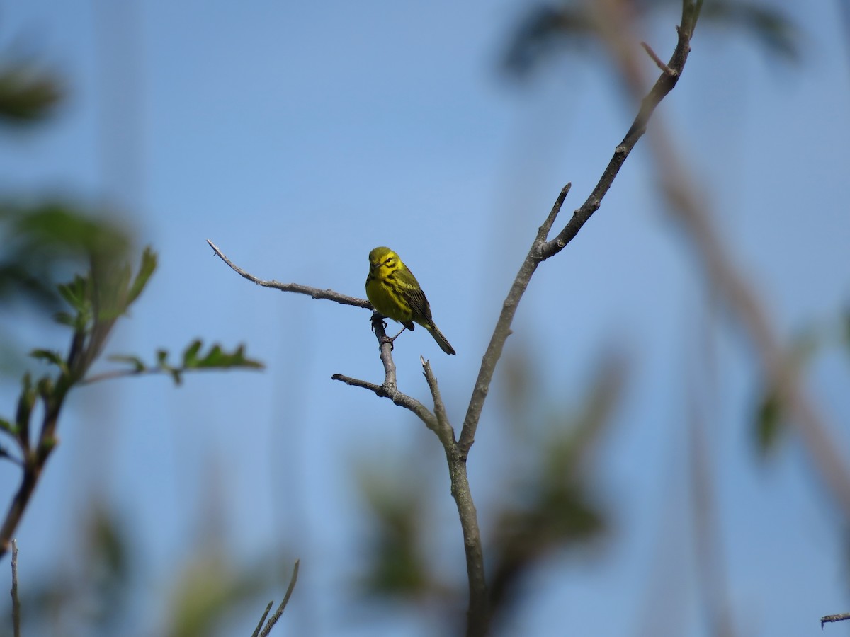 Prairie Warbler - ML647041369