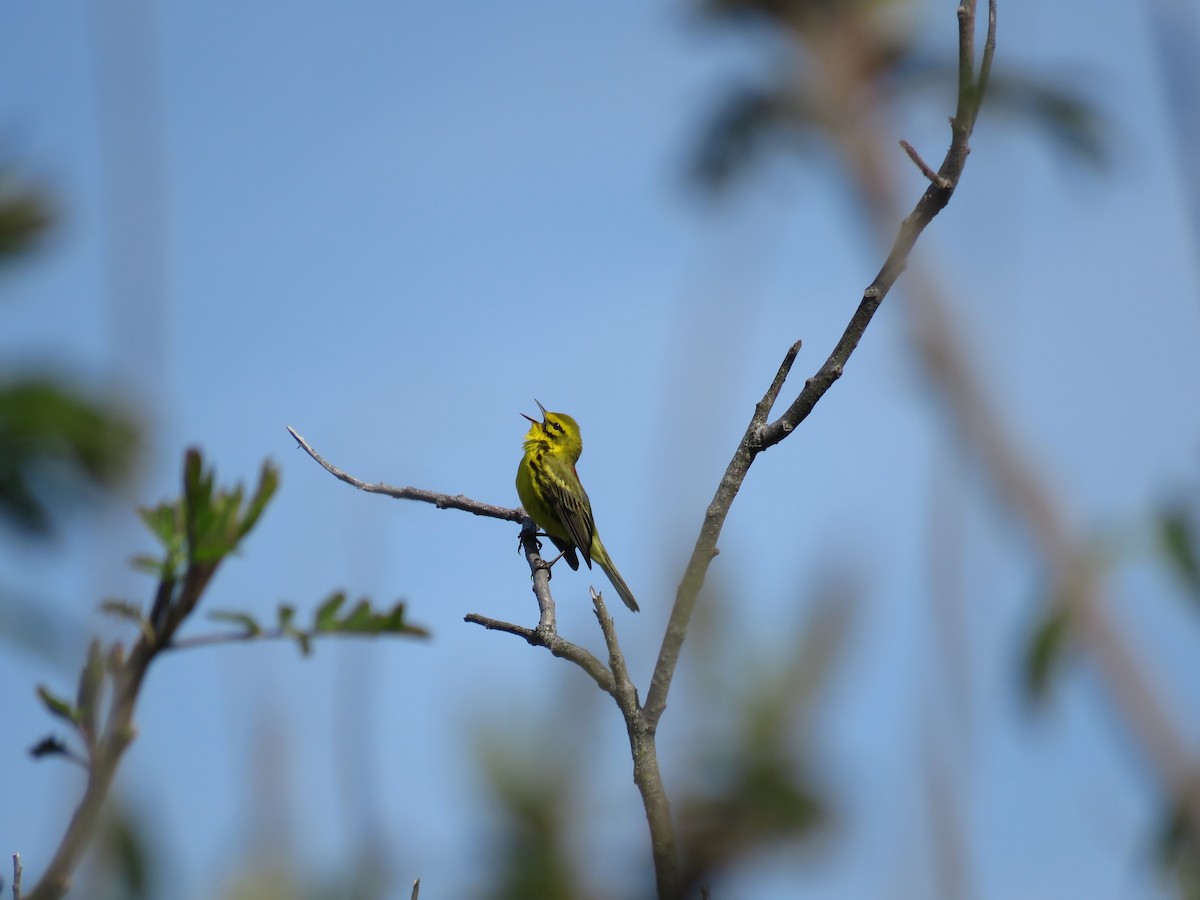 Prairie Warbler - ML647041370