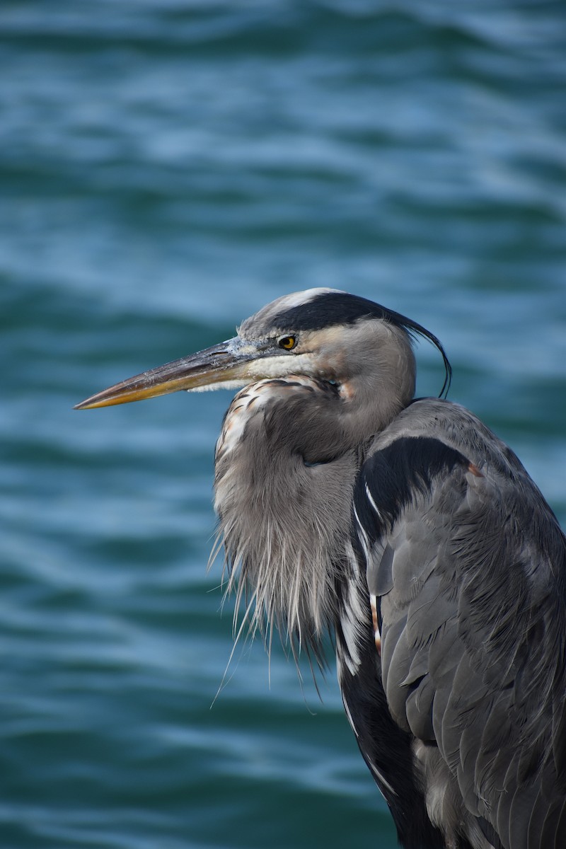 volavka velká - ML647041378