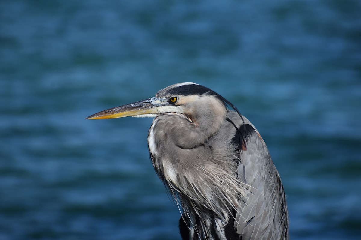 volavka velká - ML647041389