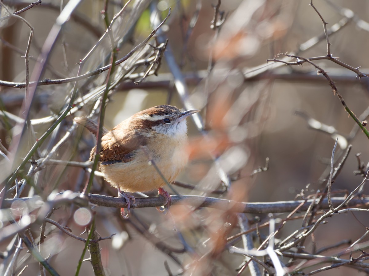Carolina Wren - ML647041390