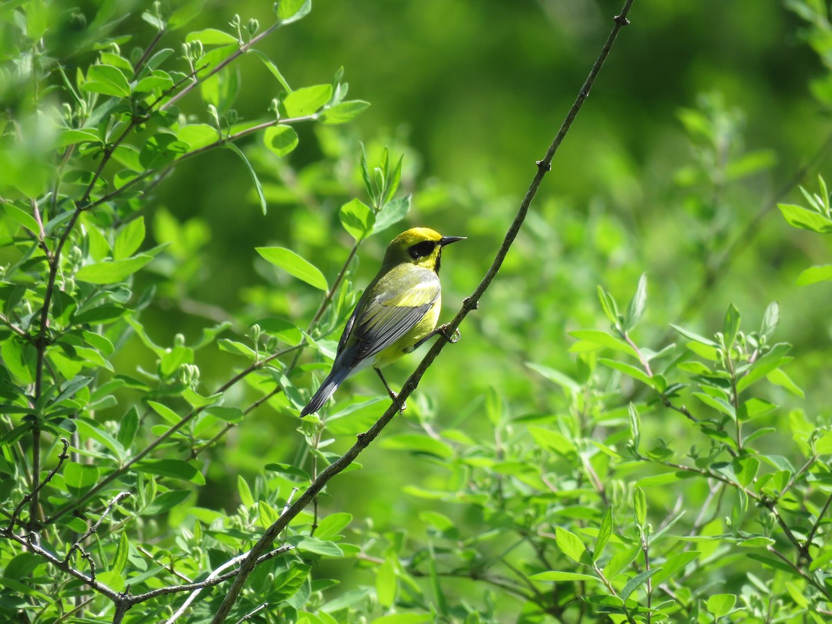 Lawrence's Warbler (hybrid) - ML647041409