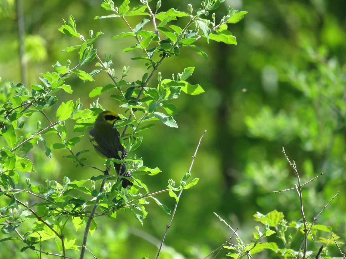 Lawrence's Warbler (hybrid) - ML647041410