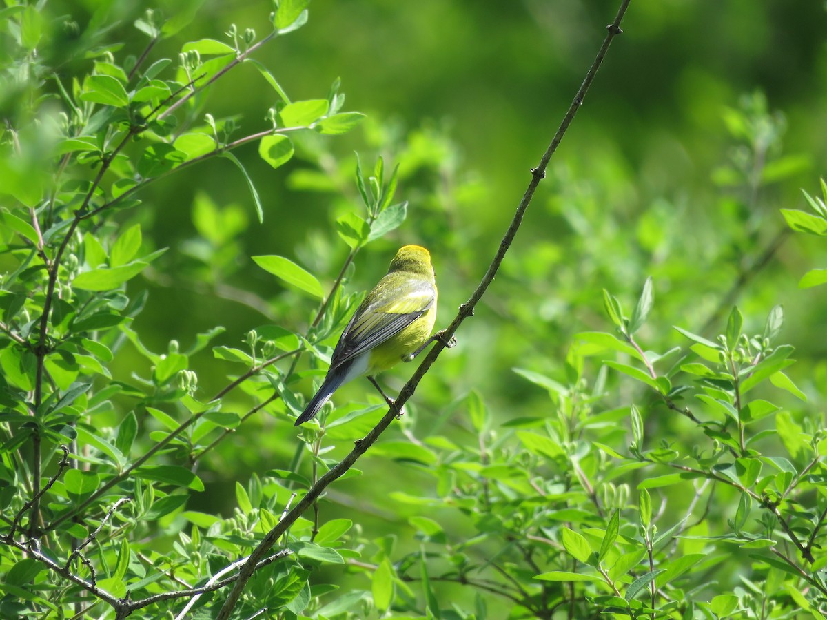 Lawrence's Warbler (hybrid) - ML647041411