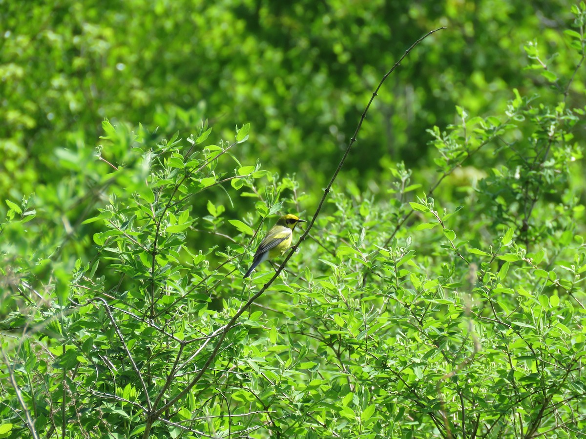 Lawrence's Warbler (hybrid) - ML647041412