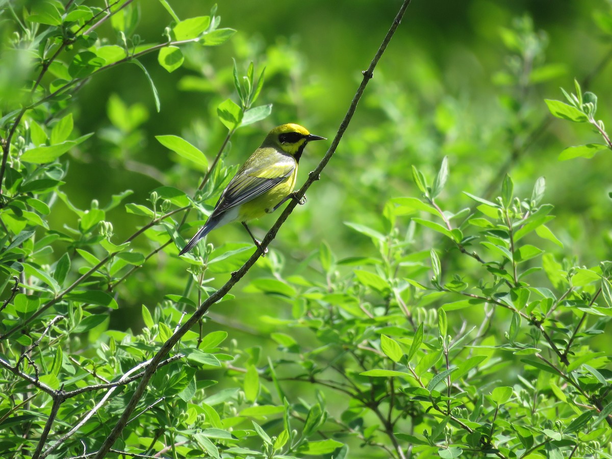 Lawrence's Warbler (hybrid) - ML647041413