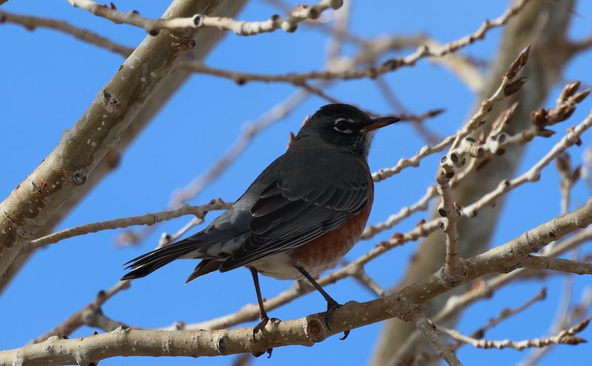 American Robin - ML647041415