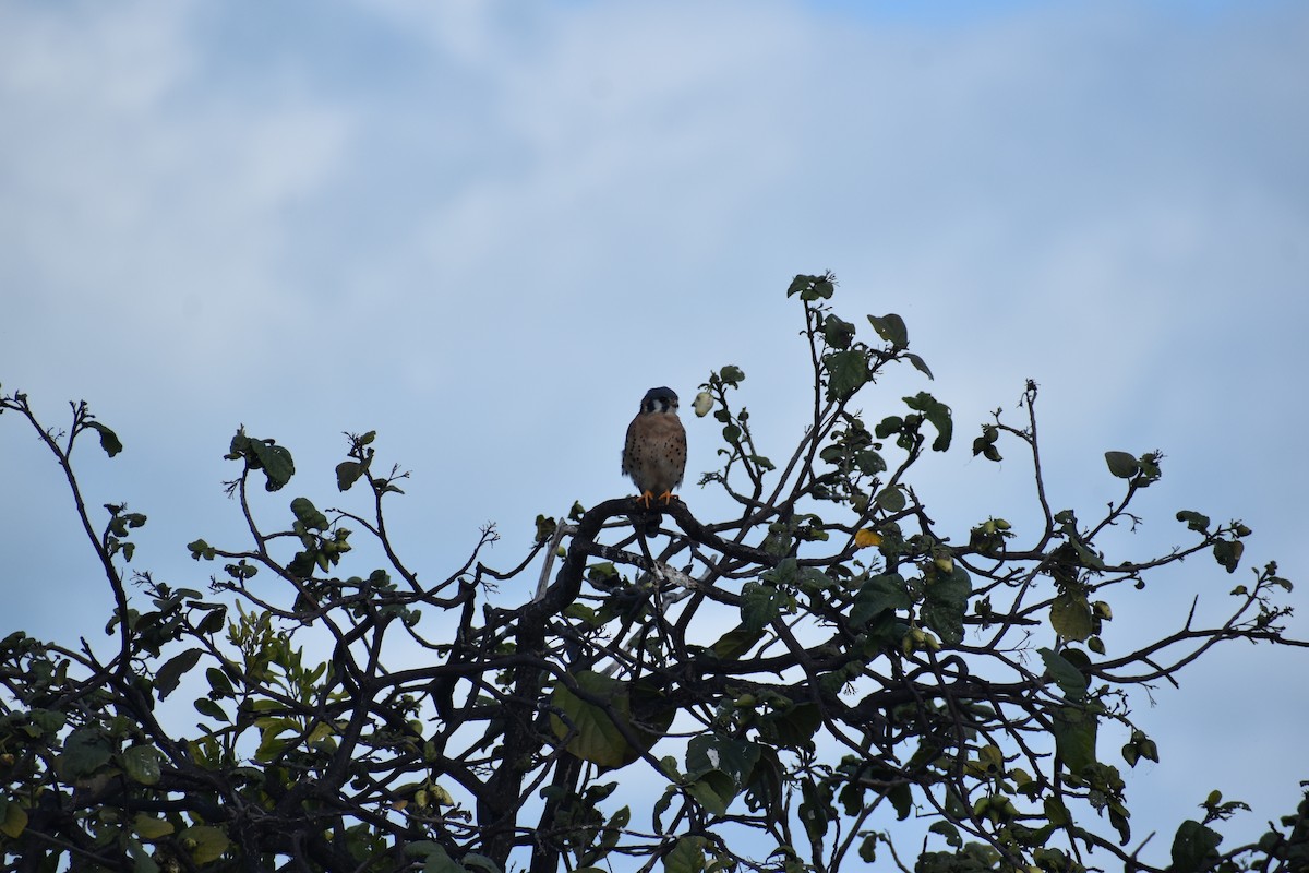 poštolka pestrá - ML647041416