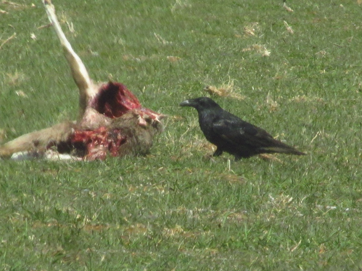 Common Raven - ML647041425