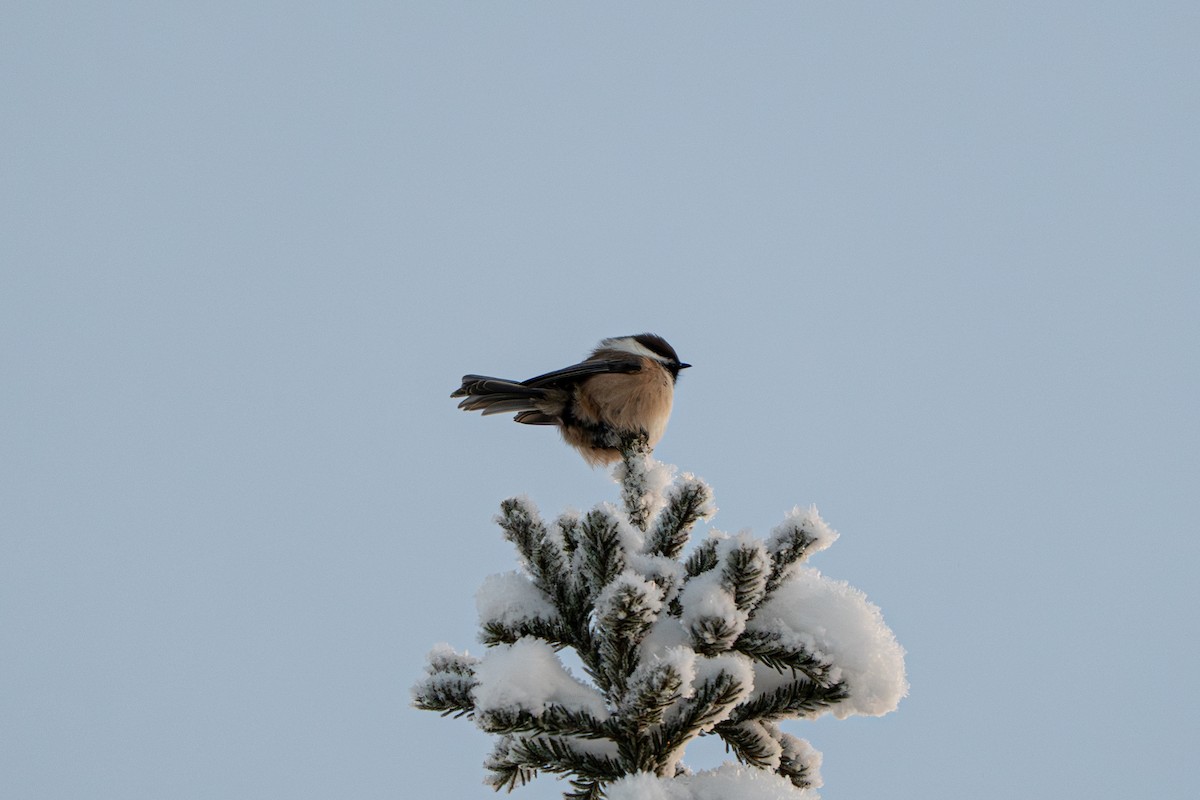 Gray-headed Chickadee - ML647041427