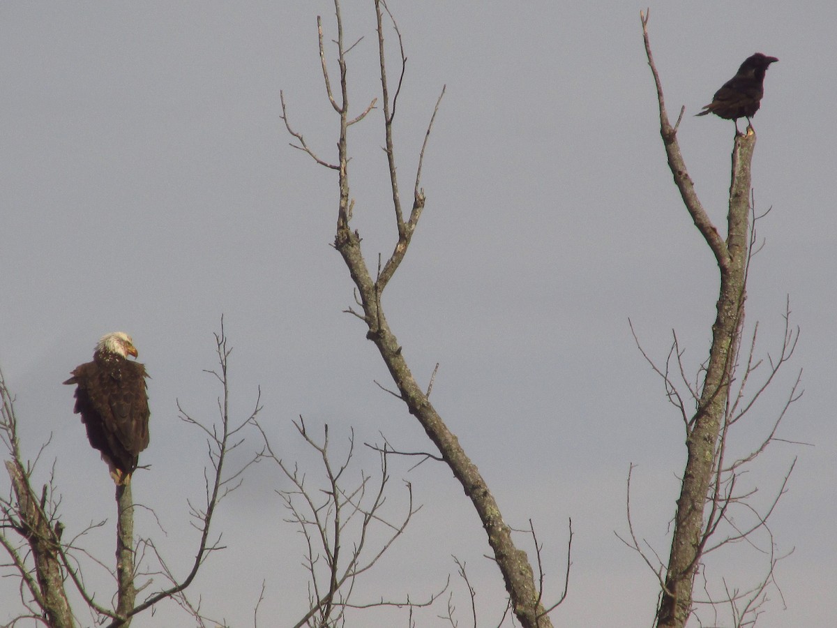 Common Raven - ML647041428