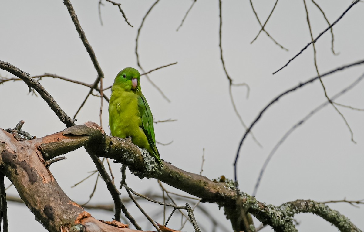 blåbrillepapitt - ML647041433