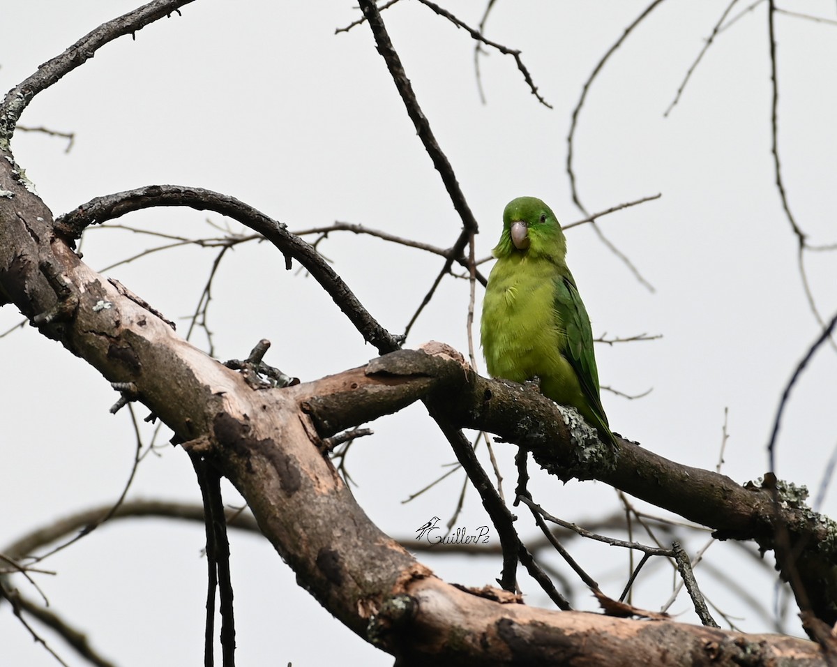 blåbrillepapitt - ML647041434