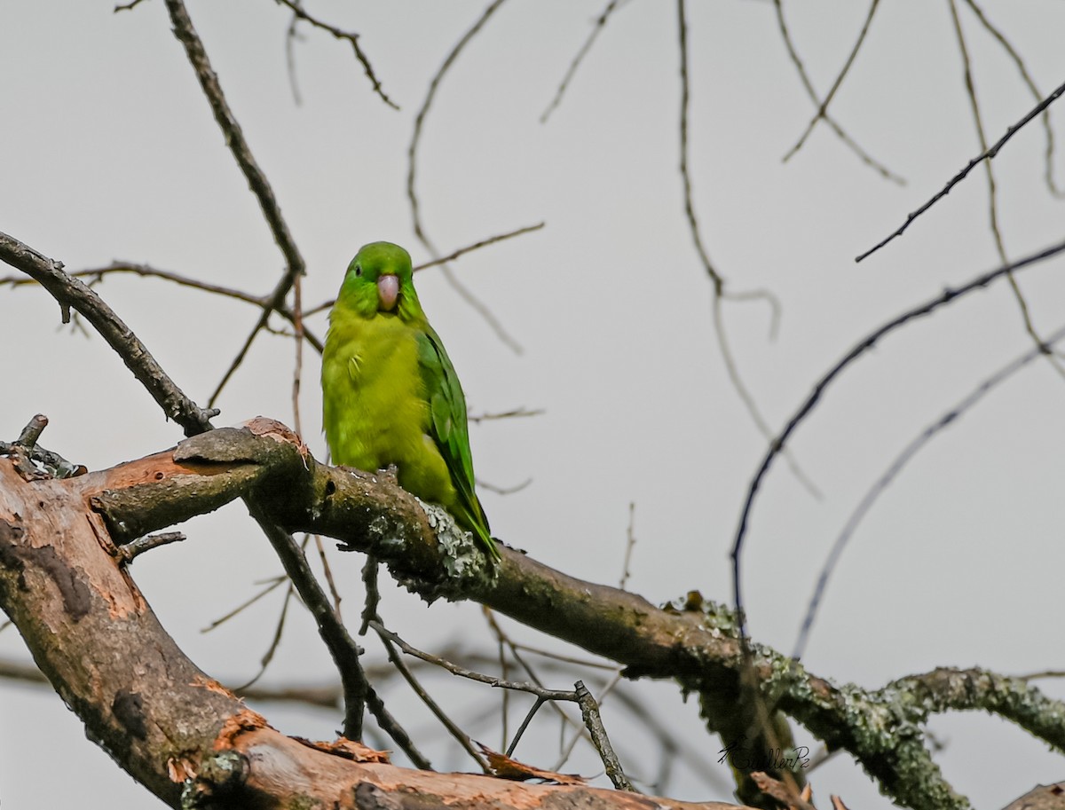 blåbrillepapitt - ML647041435