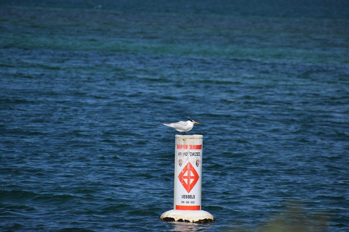 rybák královský - ML647041437