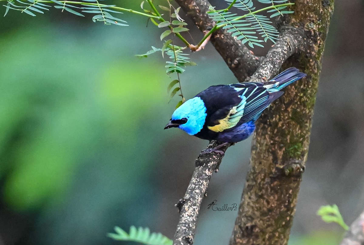 blåhodetanagar - ML647041440