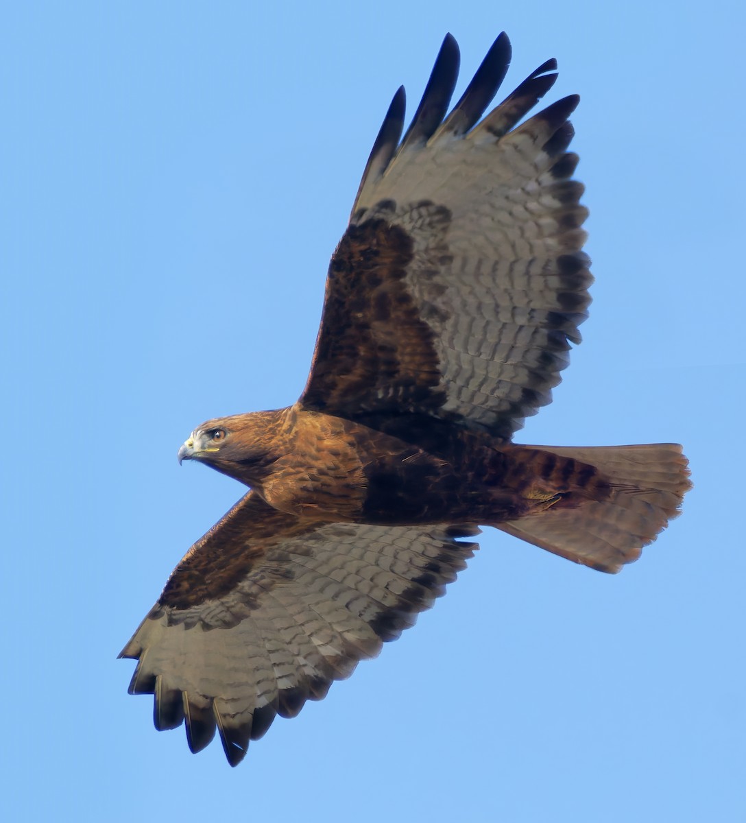 Red-tailed Hawk - ML647041441