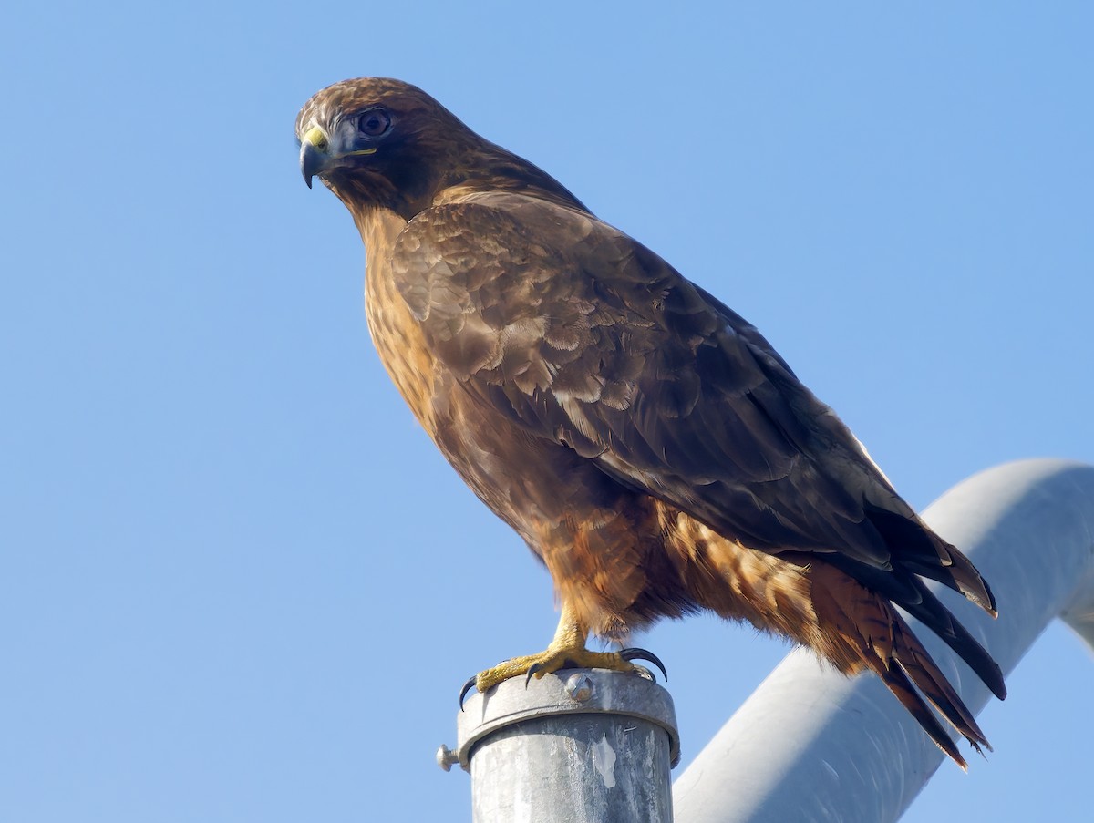 Red-tailed Hawk - ML647041442