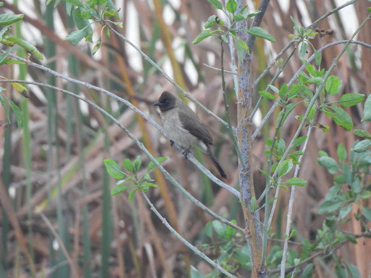 Common Bulbul - ML647041447
