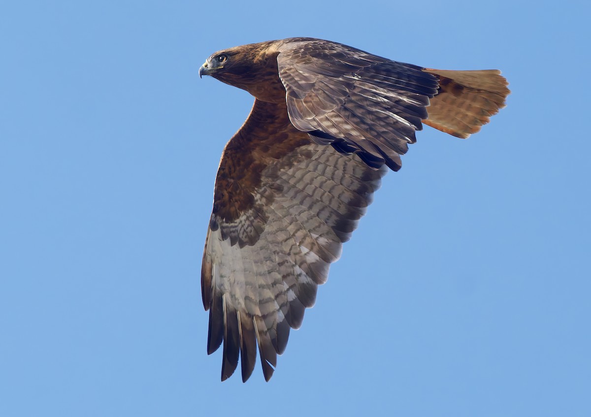 Red-tailed Hawk - ML647041449