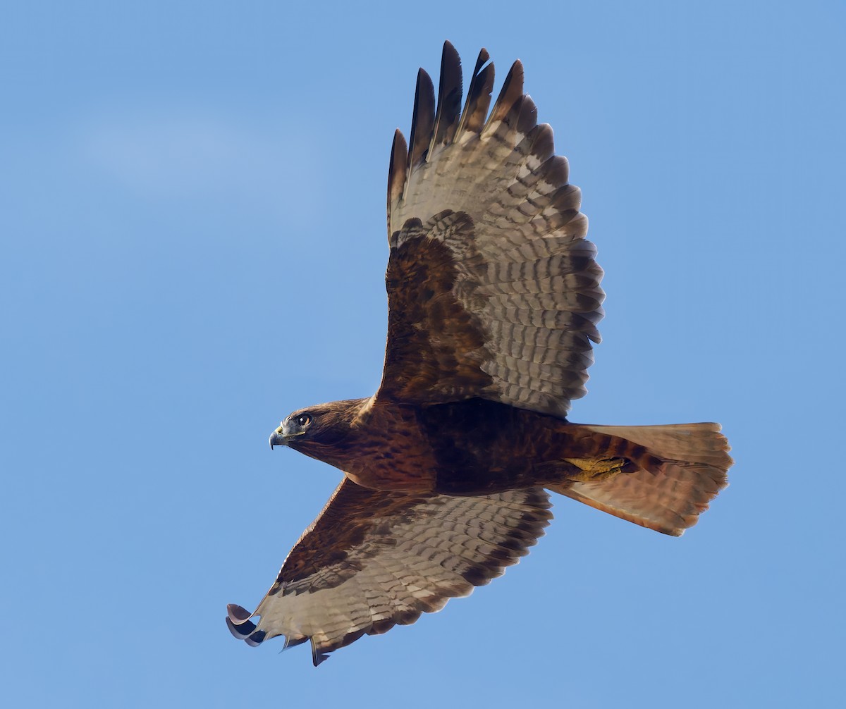 Red-tailed Hawk - ML647041450