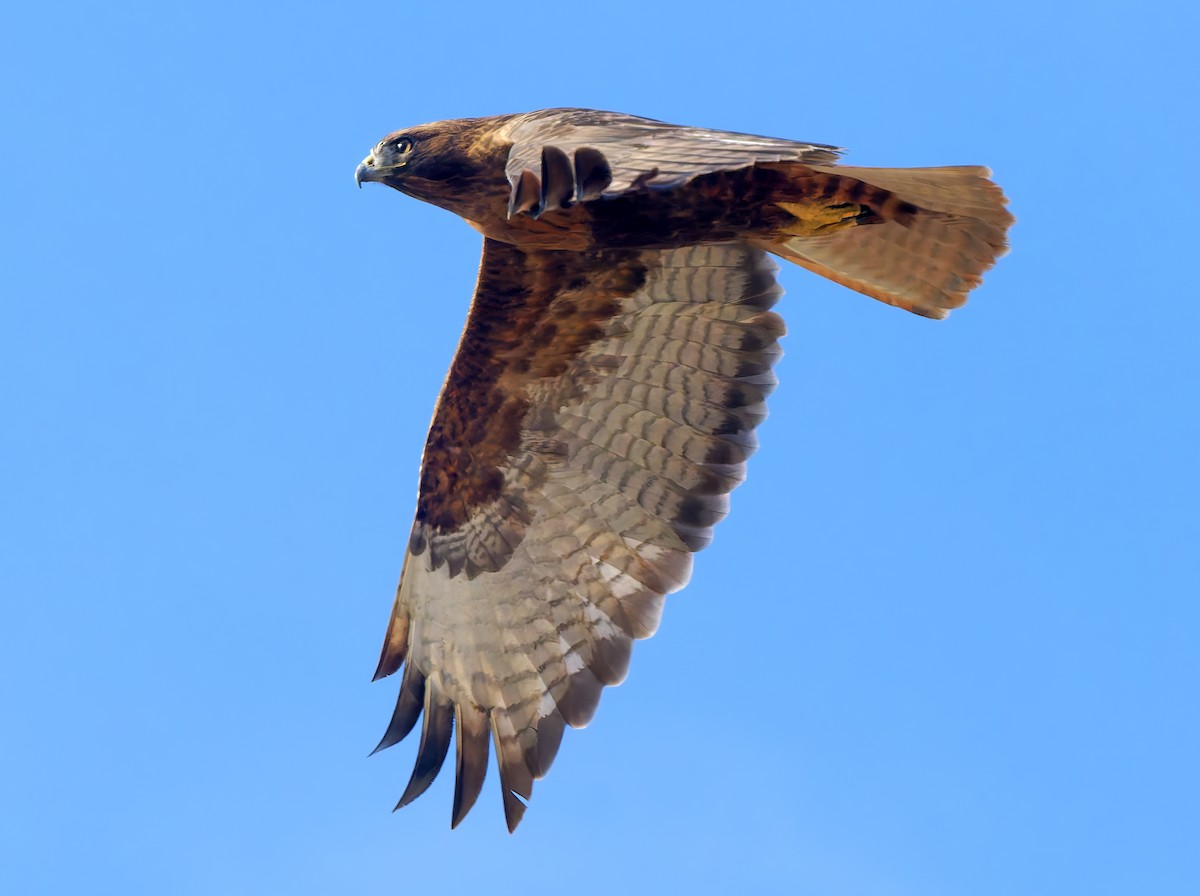Red-tailed Hawk - ML647041451