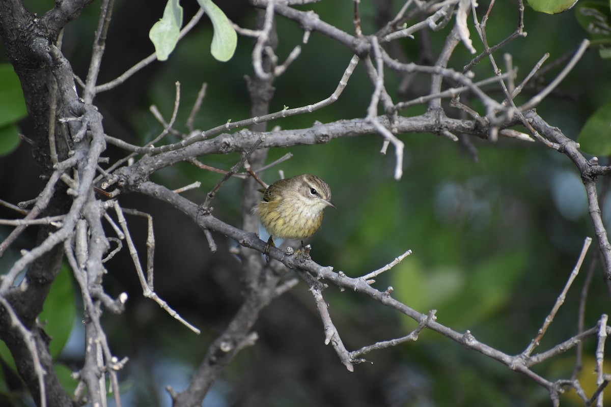 lesňáček bažinný - ML647041452