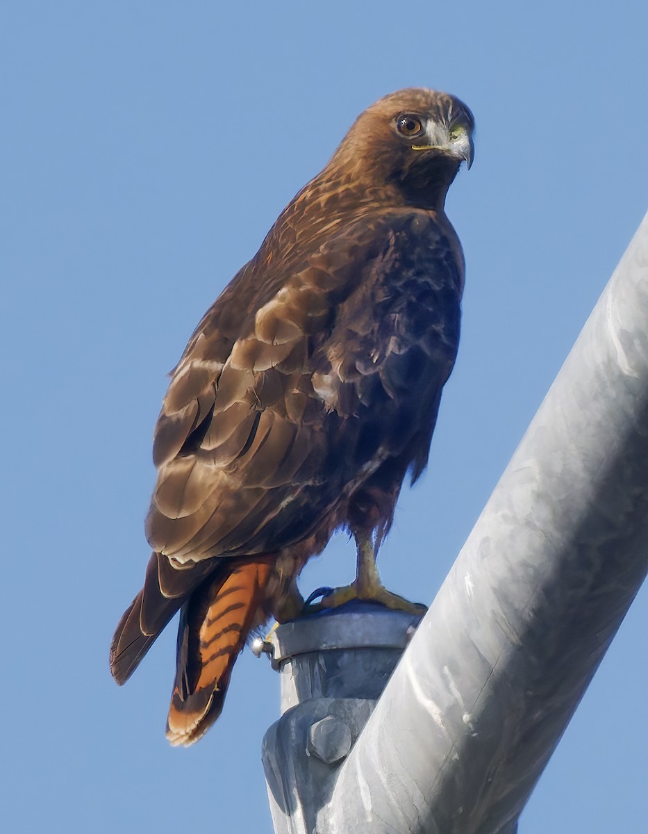 Red-tailed Hawk - ML647041455