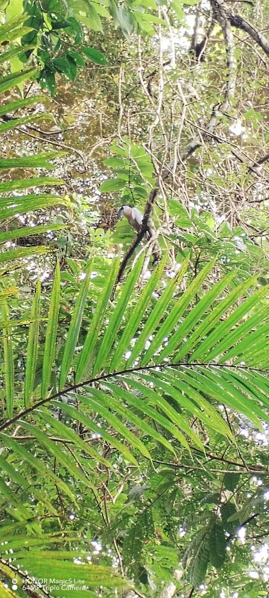 Boat-billed Heron - ML647041464