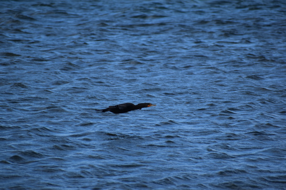 kormorán ušatý - ML647041468