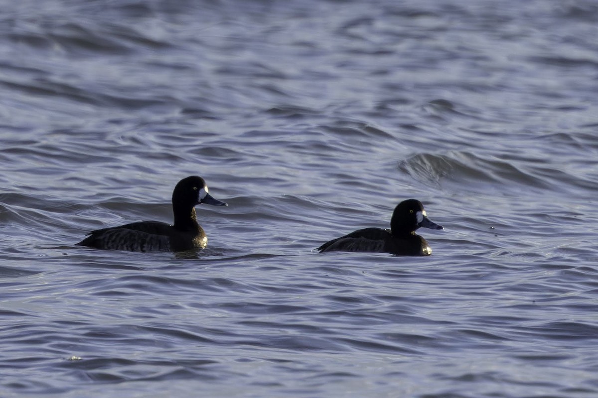 polák kaholka - ML647041470