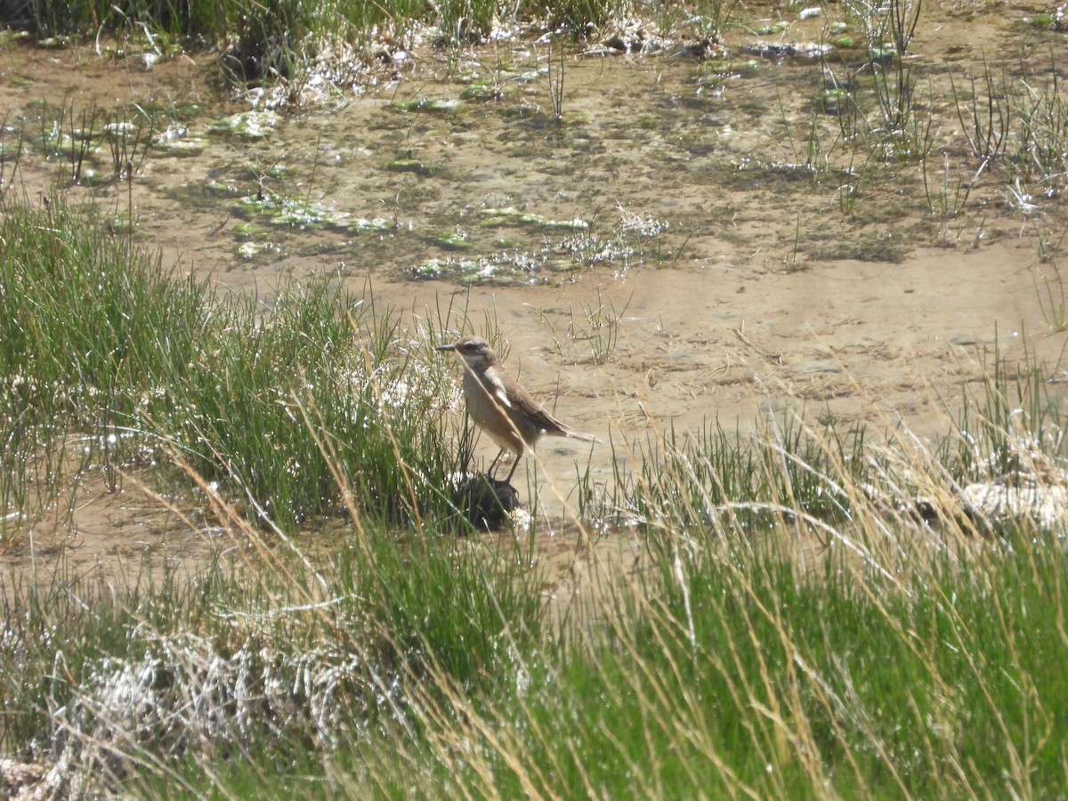 Buff-winged Cinclodes - ML647041492