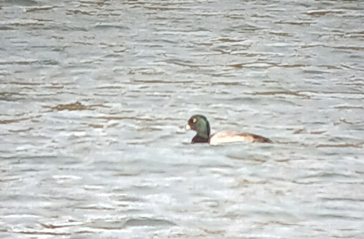 Greater Scaup - ML647041493