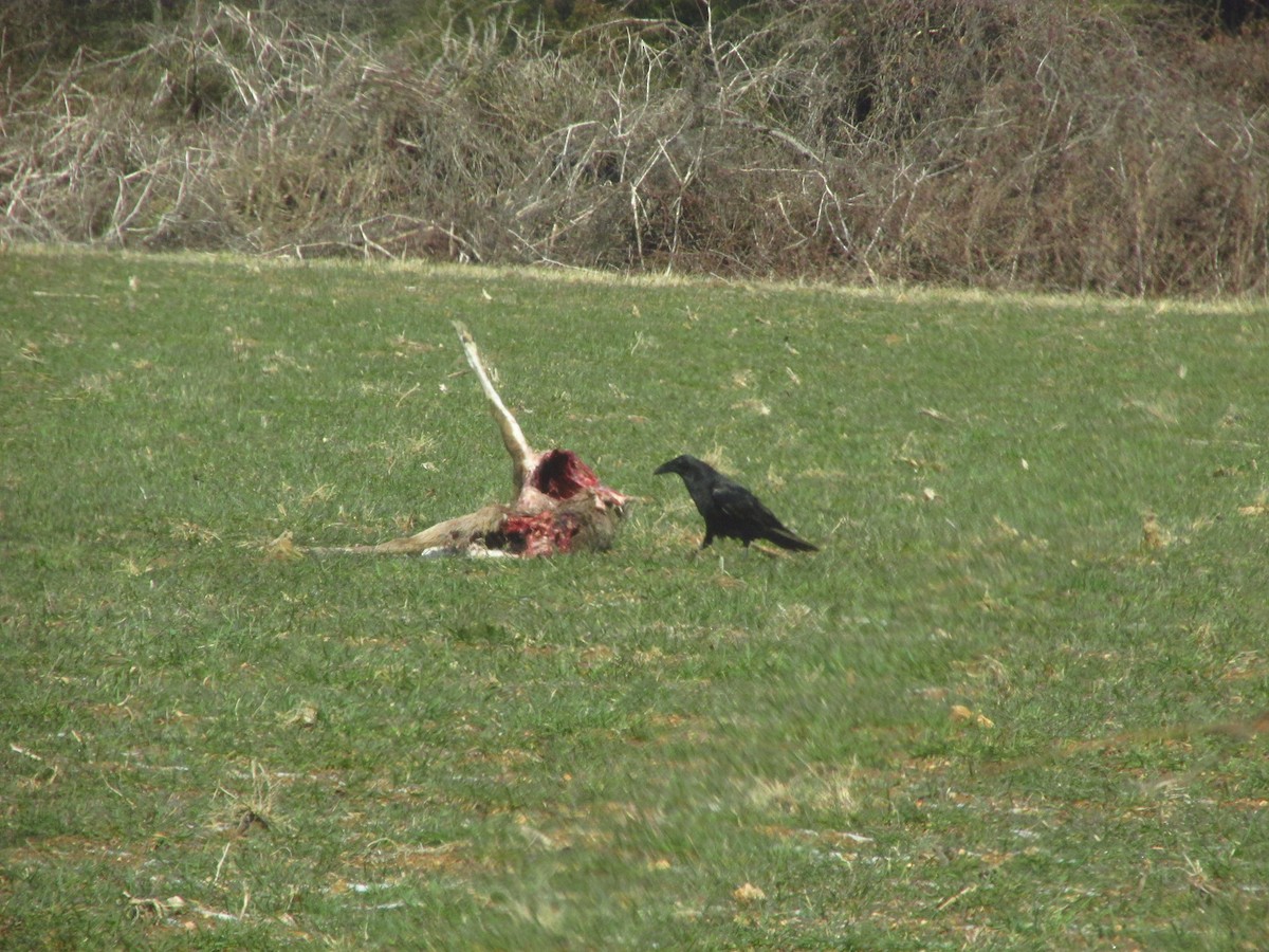 Common Raven - ML647041494