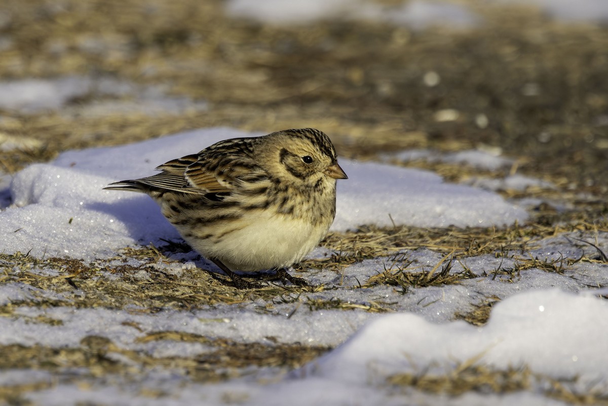 Подорожник лапландський - ML647041495