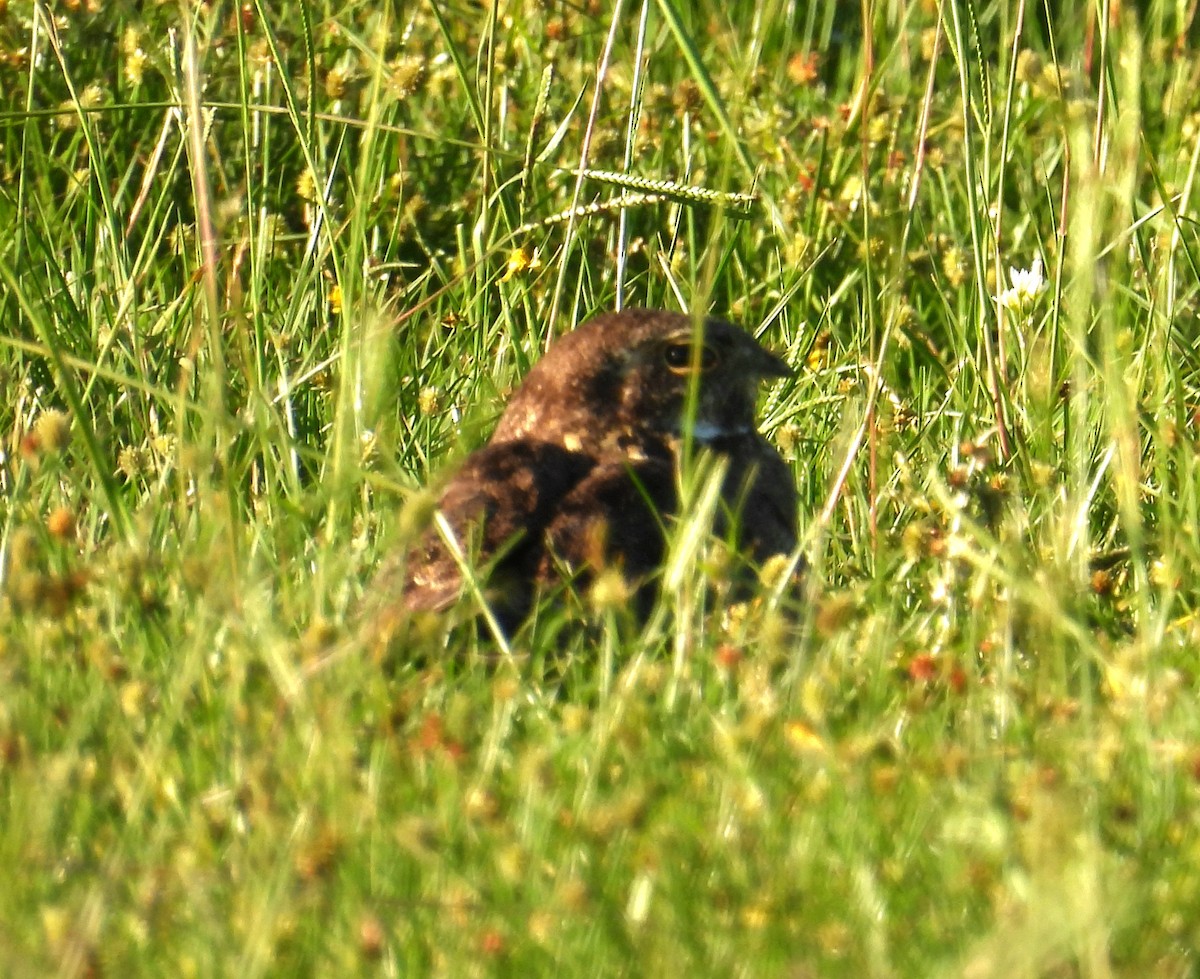 Nacunda Nighthawk - ML647041496