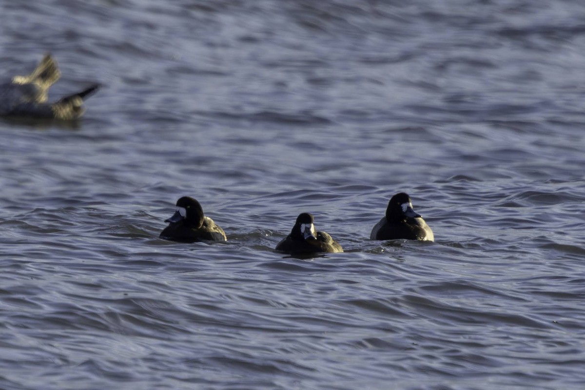 polák kaholka - ML647041509