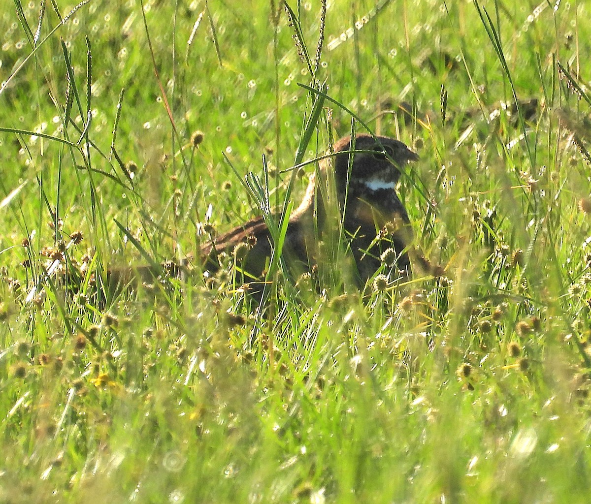 Nacunda Nighthawk - ML647041514