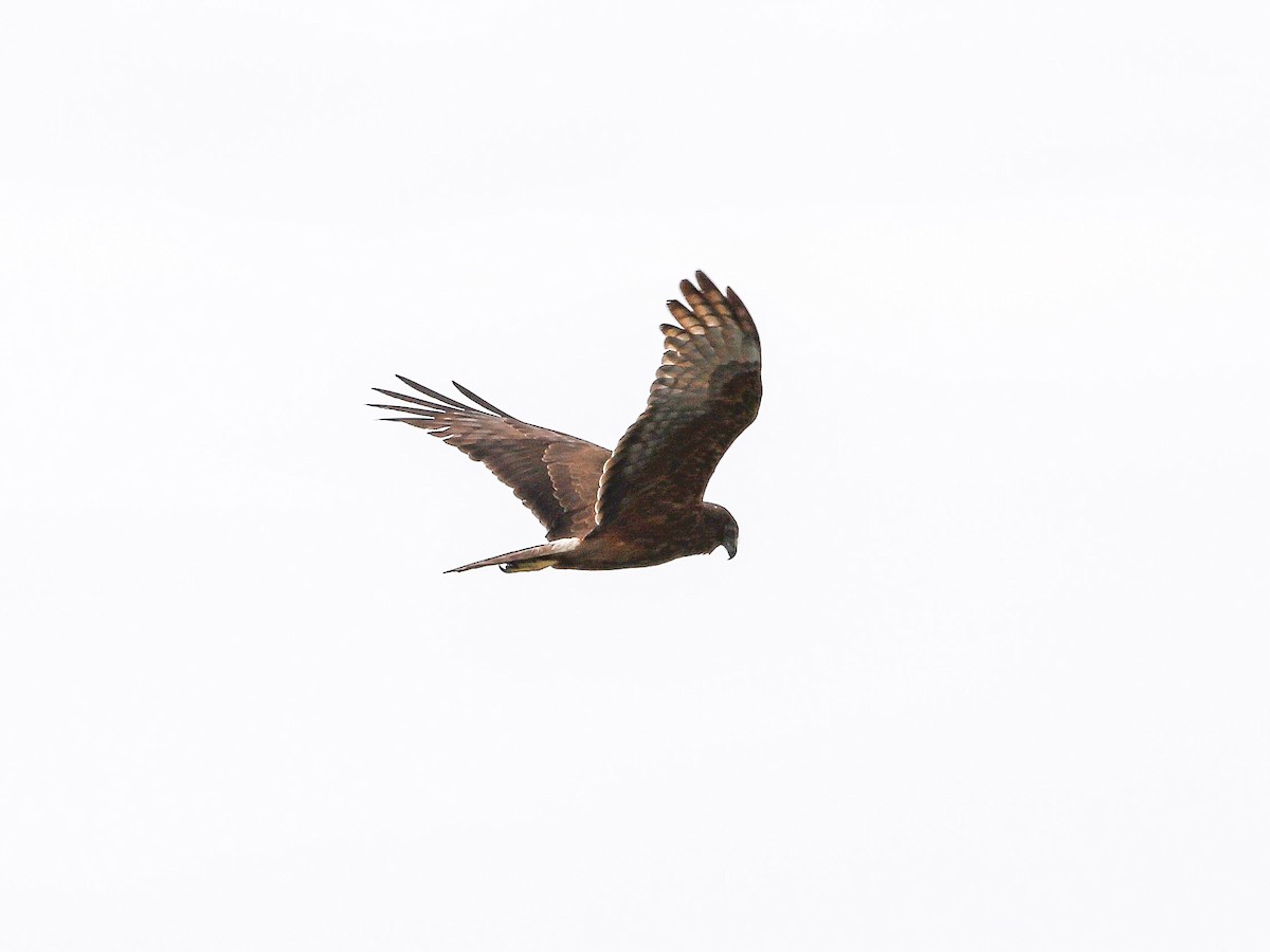 Лунь південний - ML647041517