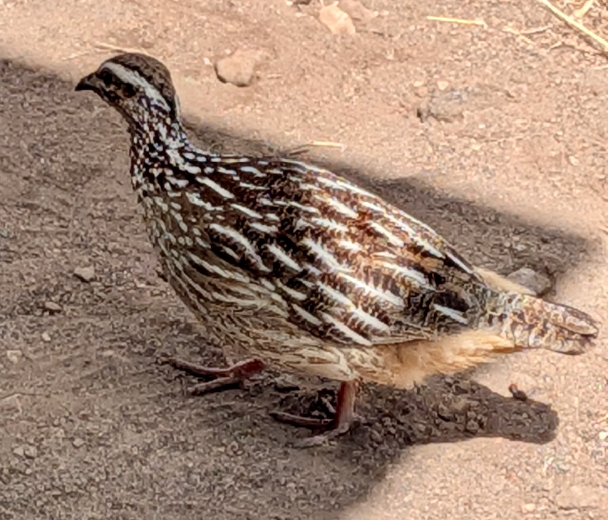 frankolín čapkový - ML647041522