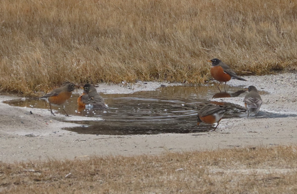 American Robin - ML647041537