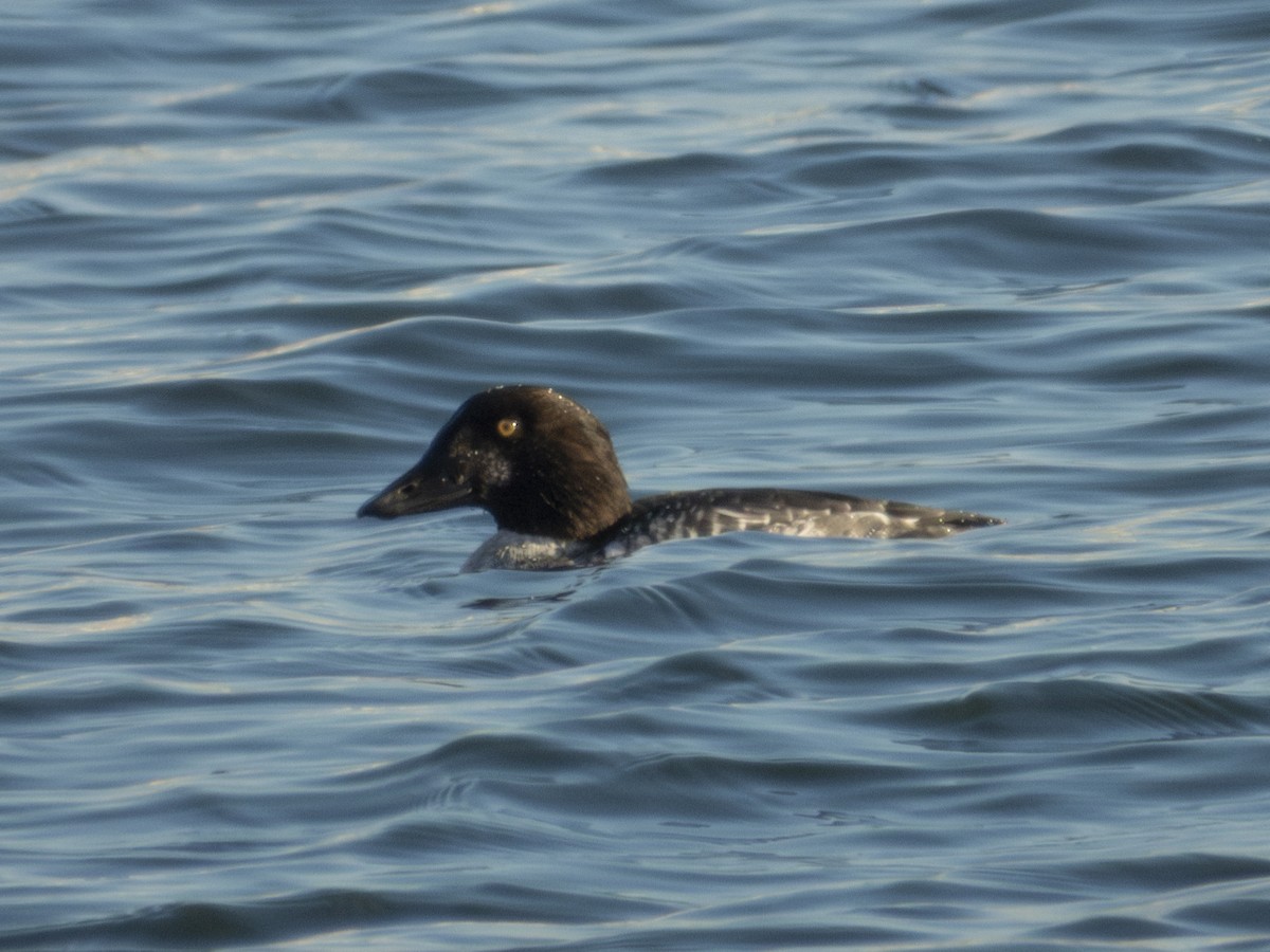 Common Goldeneye - ML647041544