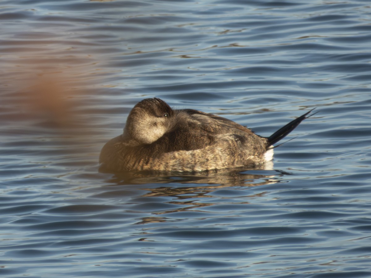 Ruddy Duck - ML647041561