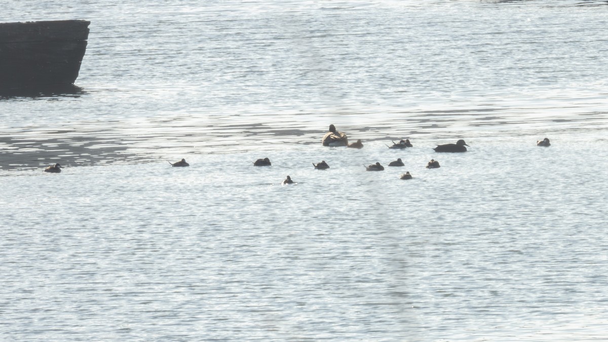 Ruddy Duck - ML647041564