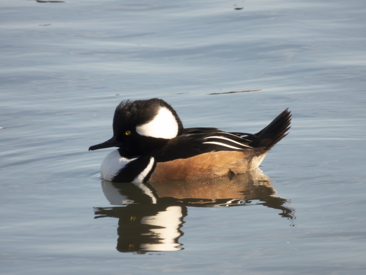 Hooded Merganser - ML647041574