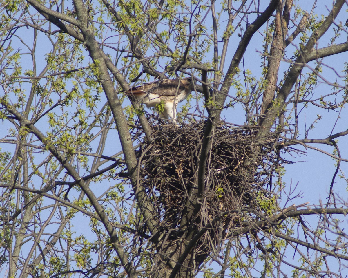 Red-tailed Hawk - ML647041576