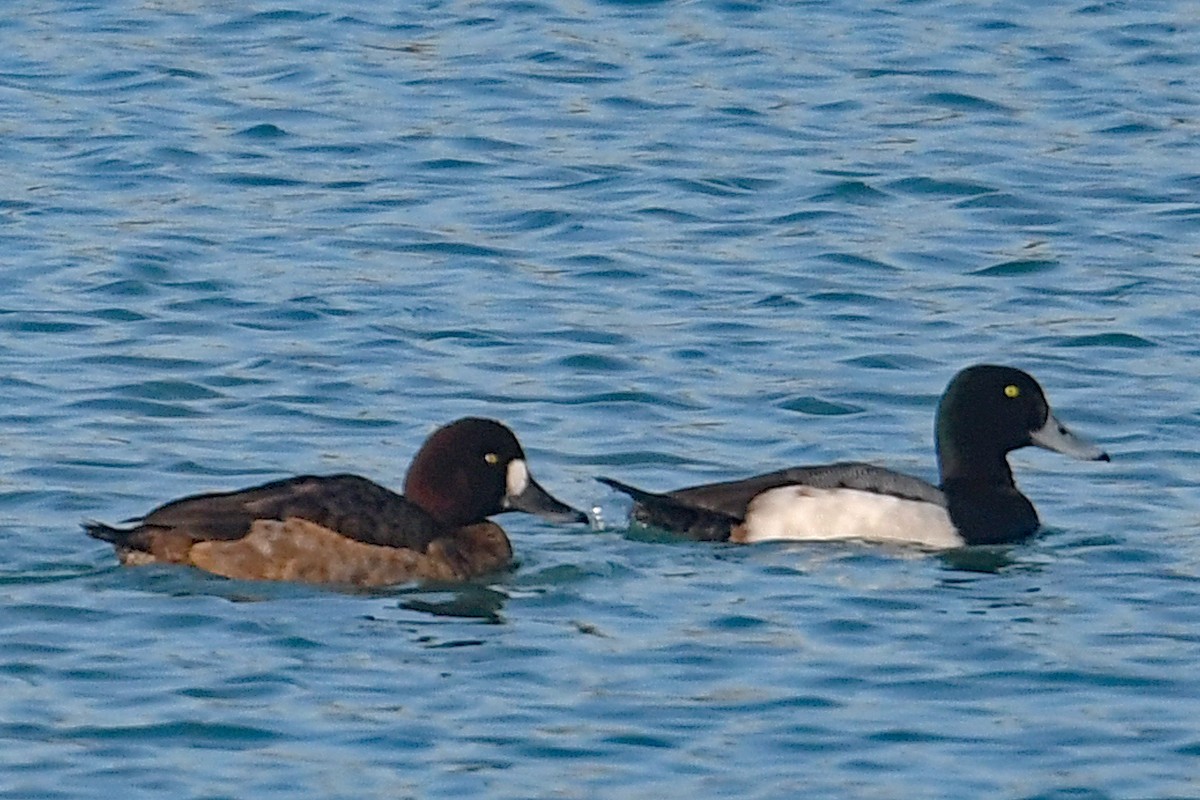 polák kaholka - ML647041578